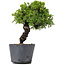 Juniperus Chinensis Itoigawa, 29 cm, ± 20 ans