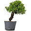 Juniperus Chinensis Itoigawa, 29 cm, ± 20 jaar oud