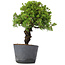 Juniperus Chinensis Itoigawa, 29 cm, ± 20 anni