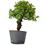 Juniperus Chinensis Itoigawa, 29 cm, ± 20 ans