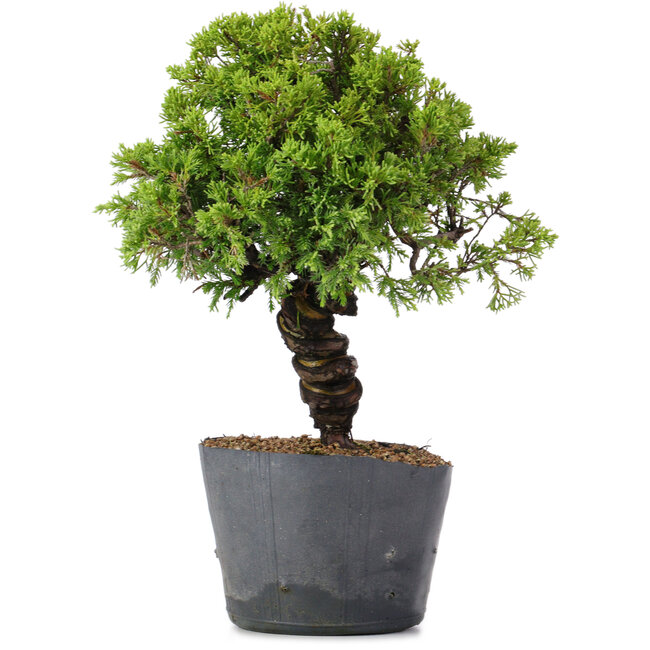 Juniperus Chinensis Itoigawa, 29 cm, ± 20 jaar oud