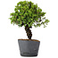 Juniperus Chinensis Itoigawa, 29 cm, ± 20 Jahre alt