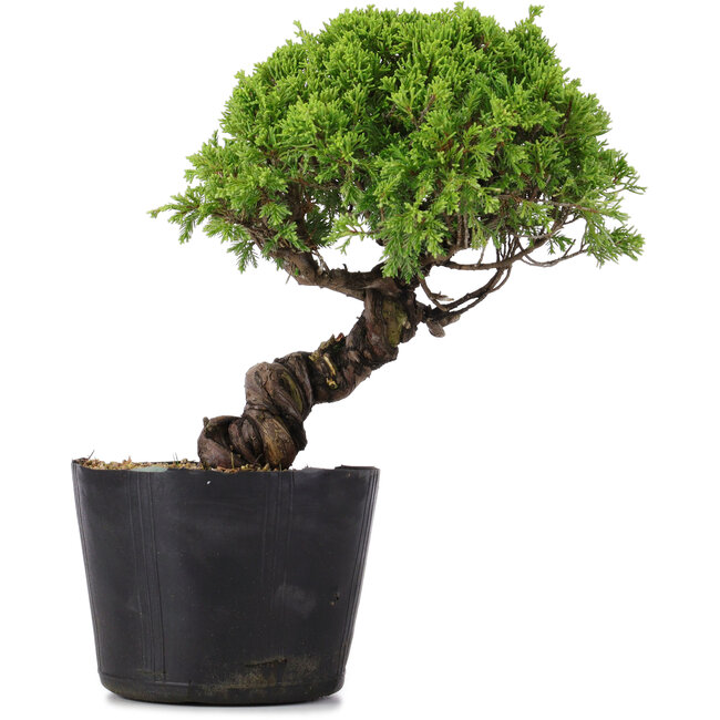 Juniperus Chinensis Itoigawa, 24 cm, ± 20 jaar oud