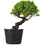 Juniperus Chinensis Itoigawa, 24 cm, ± 20 ans