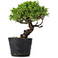 Juniperus Chinensis Itoigawa, 24 cm, ± 20 ans