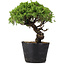 Juniperus Chinensis Itoigawa, 24 cm, ± 20 años