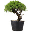 Juniperus Chinensis Itoigawa, 24 cm, ± 20 jaar oud