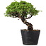 Juniperus Chinensis Itoigawa, 24 cm, ± 20 ans
