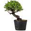 Juniperus Chinensis Itoigawa, 24 cm, ± 20 ans