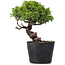Juniperus Chinensis Itoigawa, 24 cm, ± 20 jaar oud