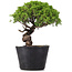 Juniperus Chinensis Itoigawa, 24 cm, ± 20 Jahre alt