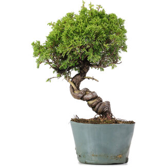 Juniperus Chinensis Itoigawa, 28 cm, ± 20 años