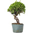 Juniperus Chinensis Itoigawa, 28 cm, ± 20 jaar oud