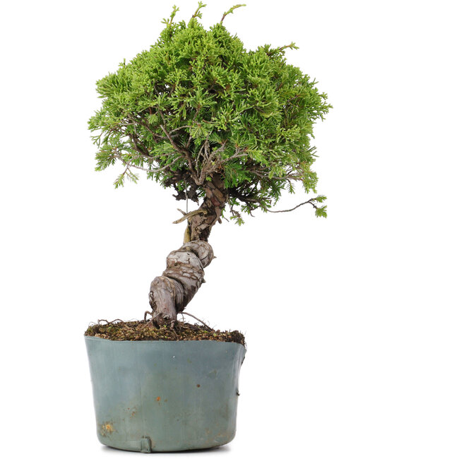 Juniperus Chinensis Itoigawa, 28 cm, ± 20 Jahre alt