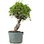 Juniperus Chinensis Itoigawa, 28 cm, ± 20 ans