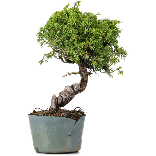 Juniperus Chinensis Itoigawa, 28 cm, ± 20 jaar oud
