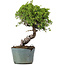 Juniperus Chinensis Itoigawa, 28 cm, ± 20 ans