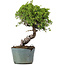 Juniperus Chinensis Itoigawa, 28 cm, ± 20 jaar oud