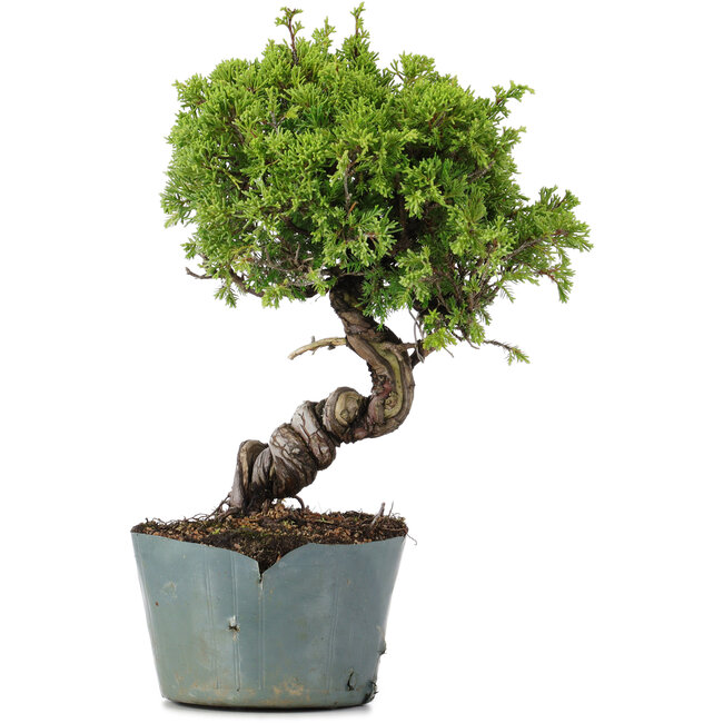 Juniperus Chinensis Itoigawa, 28 cm, ± 20 years old