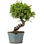 Juniperus Chinensis Itoigawa, 28 cm, ± 20 ans