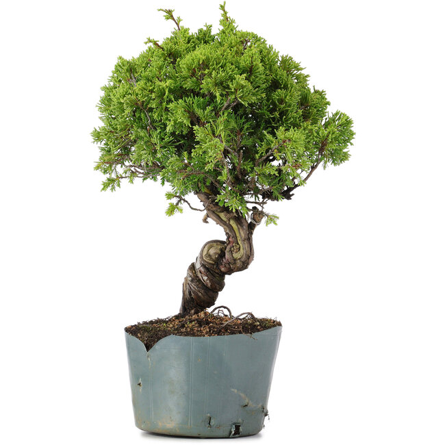 Juniperus Chinensis Itoigawa, 28 cm, ± 20 años