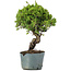 Juniperus Chinensis Itoigawa, 28 cm, ± 20 ans