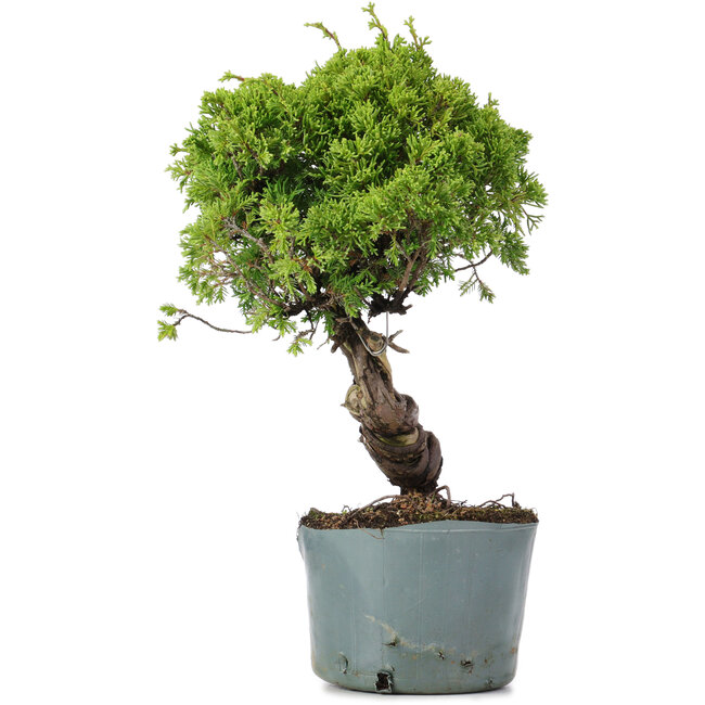 Juniperus Chinensis Itoigawa, 28 cm, ± 20 years old