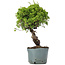 Juniperus Chinensis Itoigawa, 28 cm, ± 20 ans