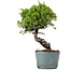 Juniperus Chinensis Itoigawa, 28 cm, ± 20 ans