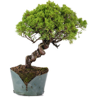 Juniperus Chinensis Itoigawa, 28 cm, ± 20 años