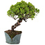Juniperus Chinensis Itoigawa, 28 cm, ± 20 años