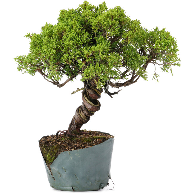 Juniperus Chinensis Itoigawa, 28 cm, ± 20 jaar oud