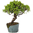 Juniperus Chinensis Itoigawa, 28 cm, ± 20 Jahre alt