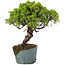 Juniperus Chinensis Itoigawa, 28 cm, ± 20 years old