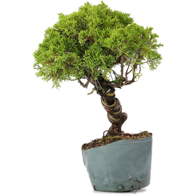 Juniperus Chinensis Itoigawa, 28 cm, ± 20 jaar oud