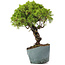 Juniperus Chinensis Itoigawa, 28 cm, ± 20 years old