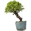 Juniperus Chinensis Itoigawa, 28 cm, ± 20 años