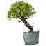 Juniperus Chinensis Itoigawa, 28 cm, ± 20 ans