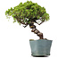 Juniperus Chinensis Itoigawa, 28 cm, ± 20 jaar oud