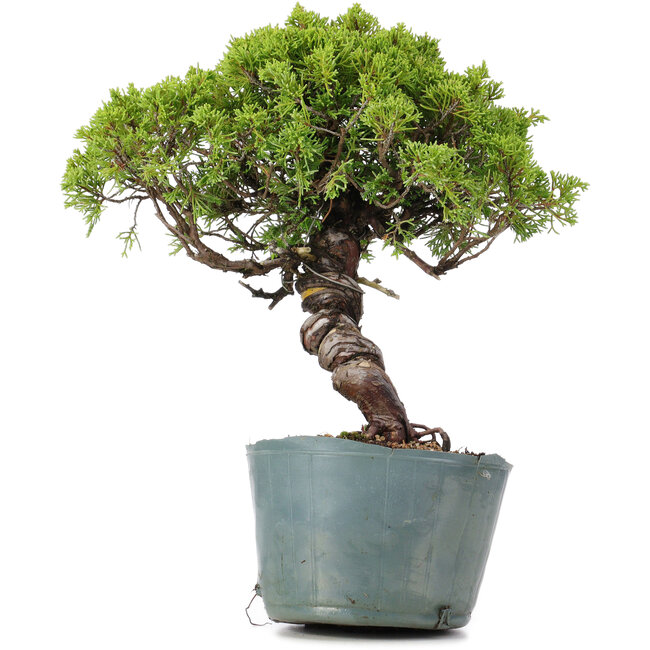 Juniperus Chinensis Itoigawa, 28 cm, ± 20 jaar oud