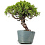 Juniperus Chinensis Itoigawa, 28 cm, ± 20 Jahre alt