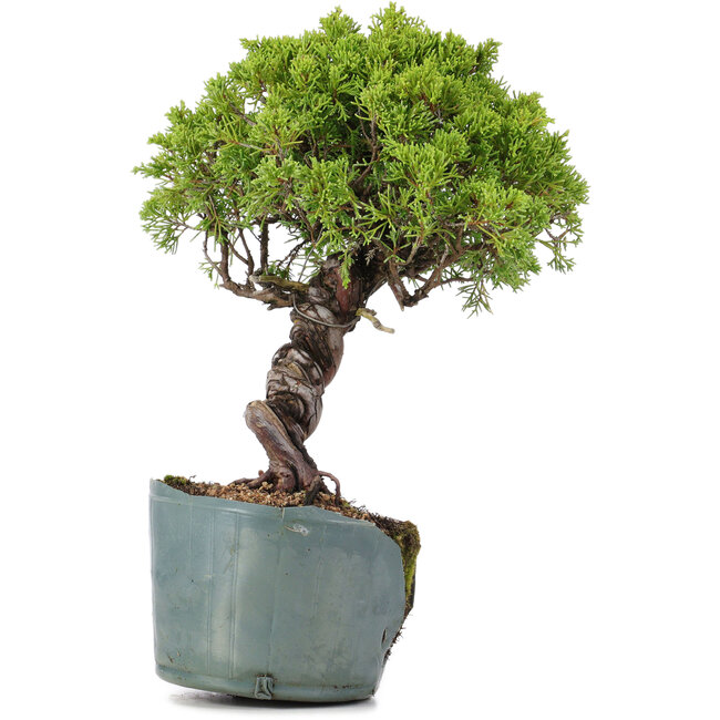 Juniperus Chinensis Itoigawa, 28 cm, ± 20 ans