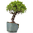 Juniperus Chinensis Itoigawa, 28 cm, ± 20 Jahre alt