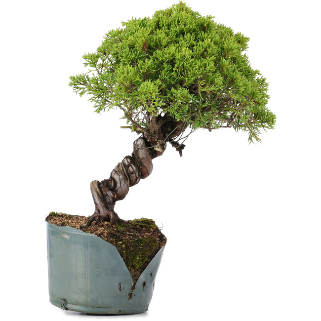 Juniperus Chinensis Itoigawa, 28 cm, ± 20 years old