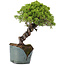 Juniperus Chinensis Itoigawa, 28 cm, ± 20 years old