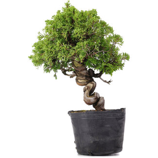 Juniperus Chinensis Itoigawa, 29 cm, ± 20 ans