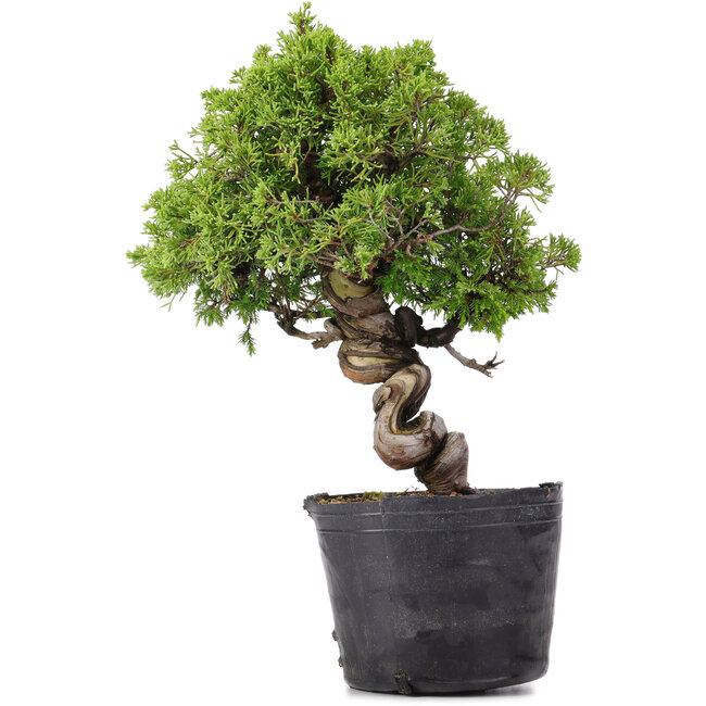 Juniperus Chinensis Itoigawa, 29 cm, ± 20 años