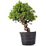 Juniperus Chinensis Itoigawa, 29 cm, ± 20 ans