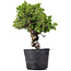 Juniperus Chinensis Itoigawa, 29 cm, ± 20 ans