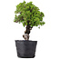 Juniperus Chinensis Itoigawa, 29 cm, ± 20 years old